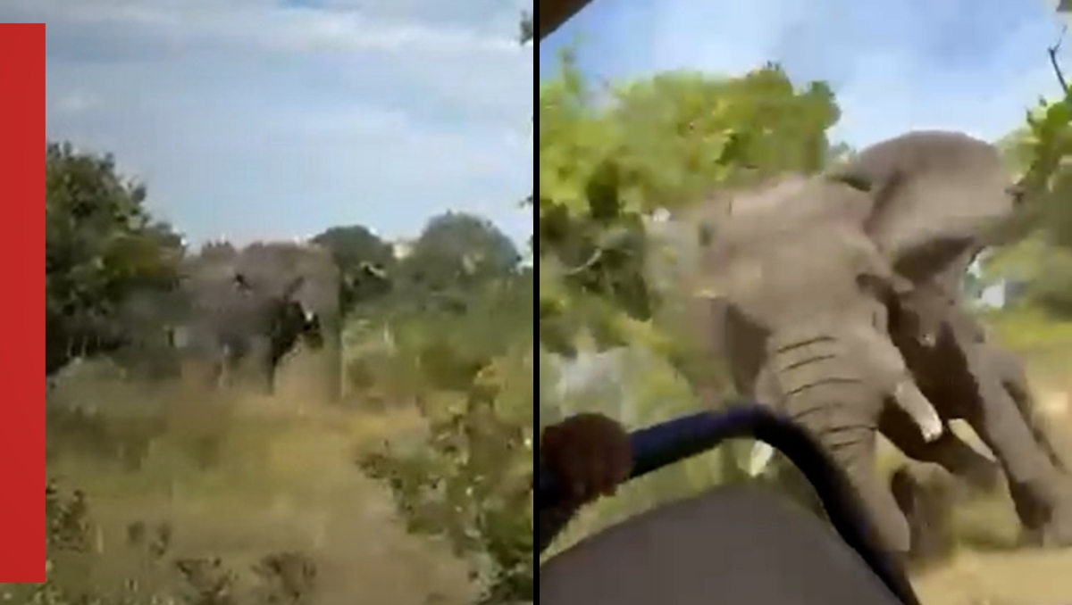 Elefante mata a una turista de 80 años en safari en Zambia | ESPECIAL