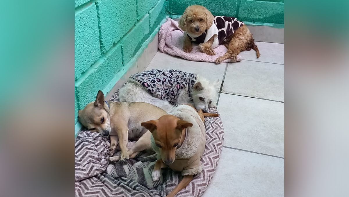 La asociación Patitas Laguneras cuenta con dos albergues, uno en Ciudad Lerdo y otro en Torreón. (cortesía)
