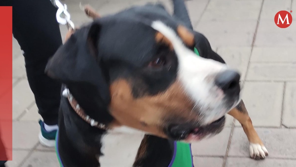 Denuncian secuestro de perros en Tehuacán, Puebla | Especial
