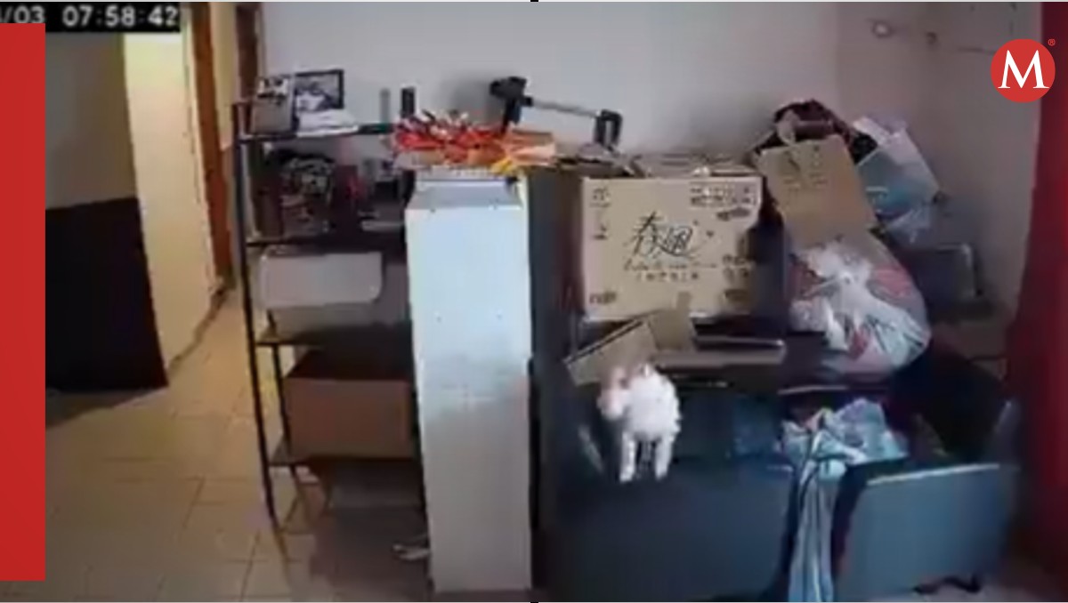 Video de perrito que alertó a sus dueños del sismo en Taiwán se hace viral | ESPECIAL