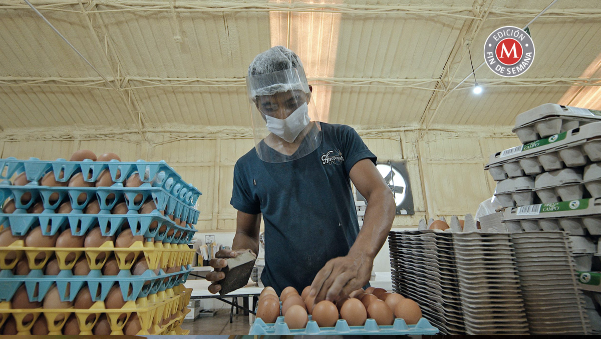 HSI se enfoca en que empresas eleven su producción de huevos conseguidos con altos estándares de protección animal. | Especial