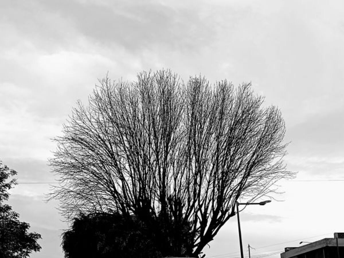 Naturaleza