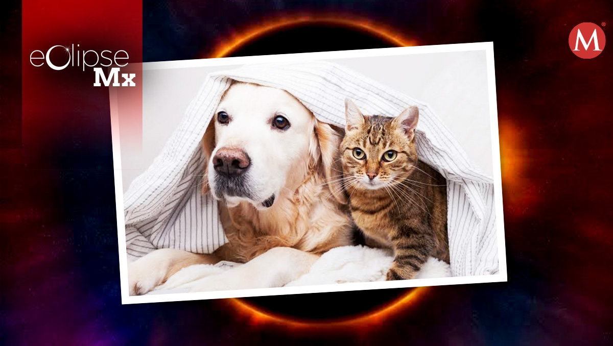 Eclipse solar altera comportamientos en las mascotas