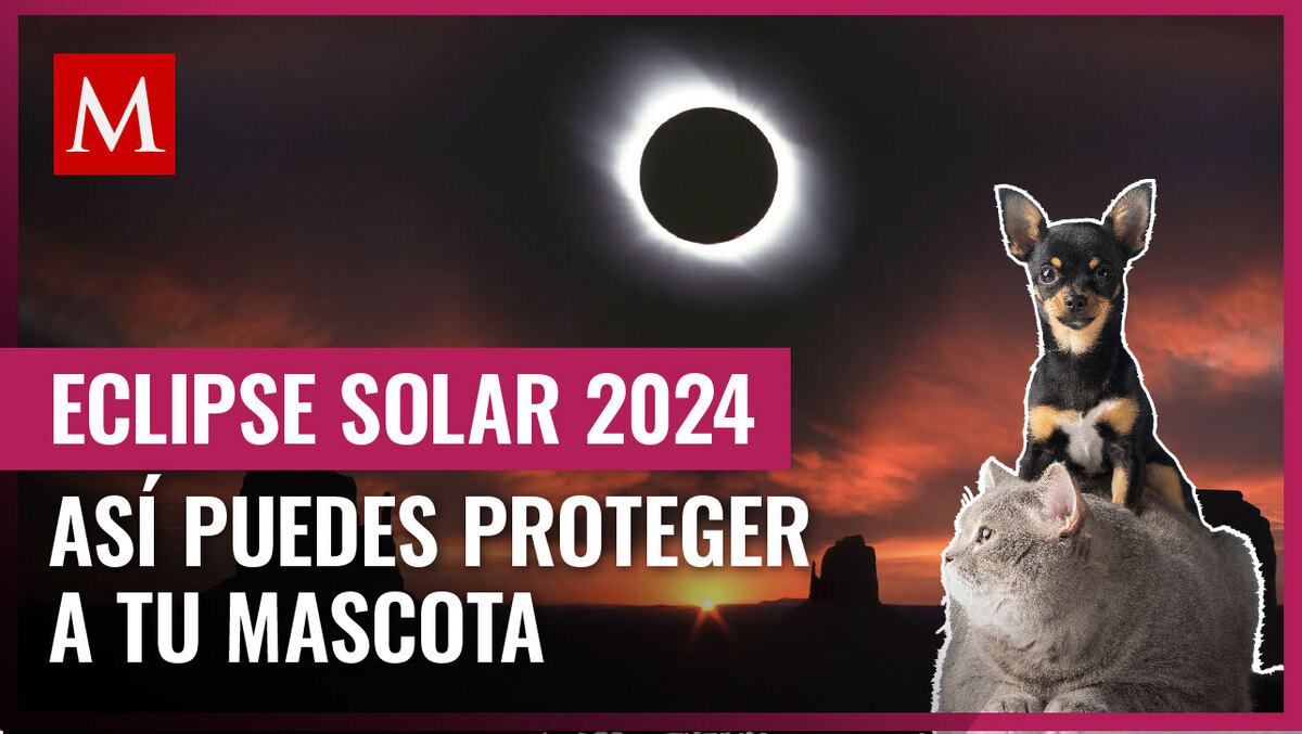 Así puedes cuidar a tus mascotas del eclipse solar 2024; te compartimos si puede afectarlos