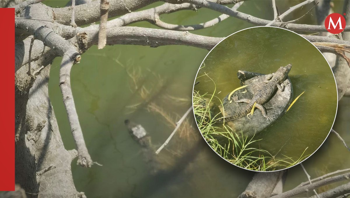 Cocodrilos en Ciudad Madero