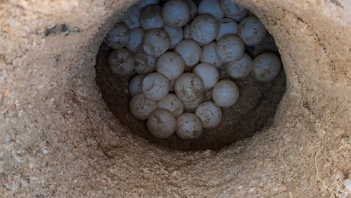 Huevos de tortuga Lora en Tamaulipas. (Antonio Hernández)