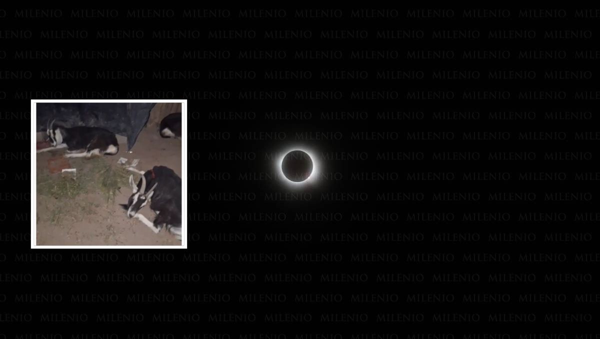 Los animales buscaron su lugar para dormir. (Especial)