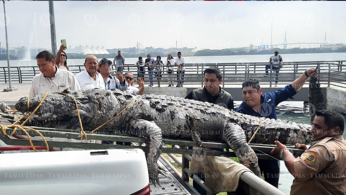 Cocodrilo muerte en la laguna del Carpintero. (Sandra Sosa)