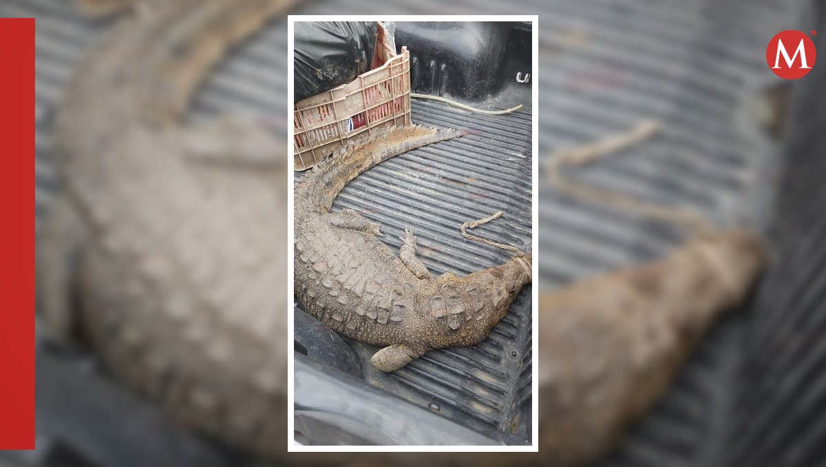 Cocodrilo sorprende a trabajadores en obra puente Roto en Altamira.