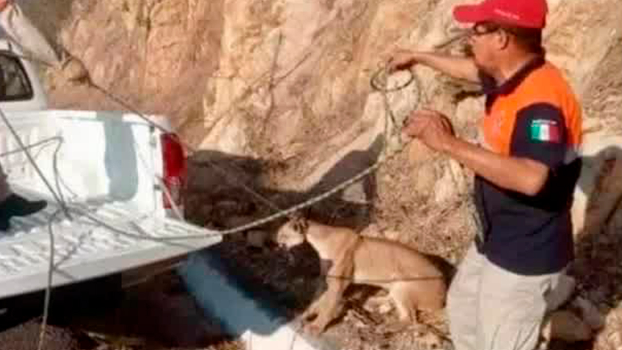 En Michoacán, atropellan a un puma en la autopista siglo XXI