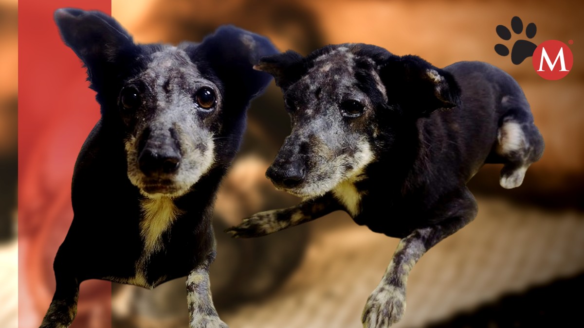 Perrita sobrevive a brutal ataque. | ESPECIAL