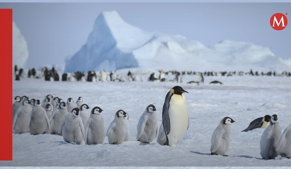 pingüinos antárticos murieron por gripe aviar