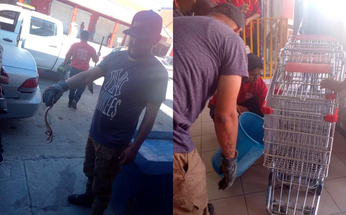 La serpiente alertó a los trabajadores de la dulcería. l Especial