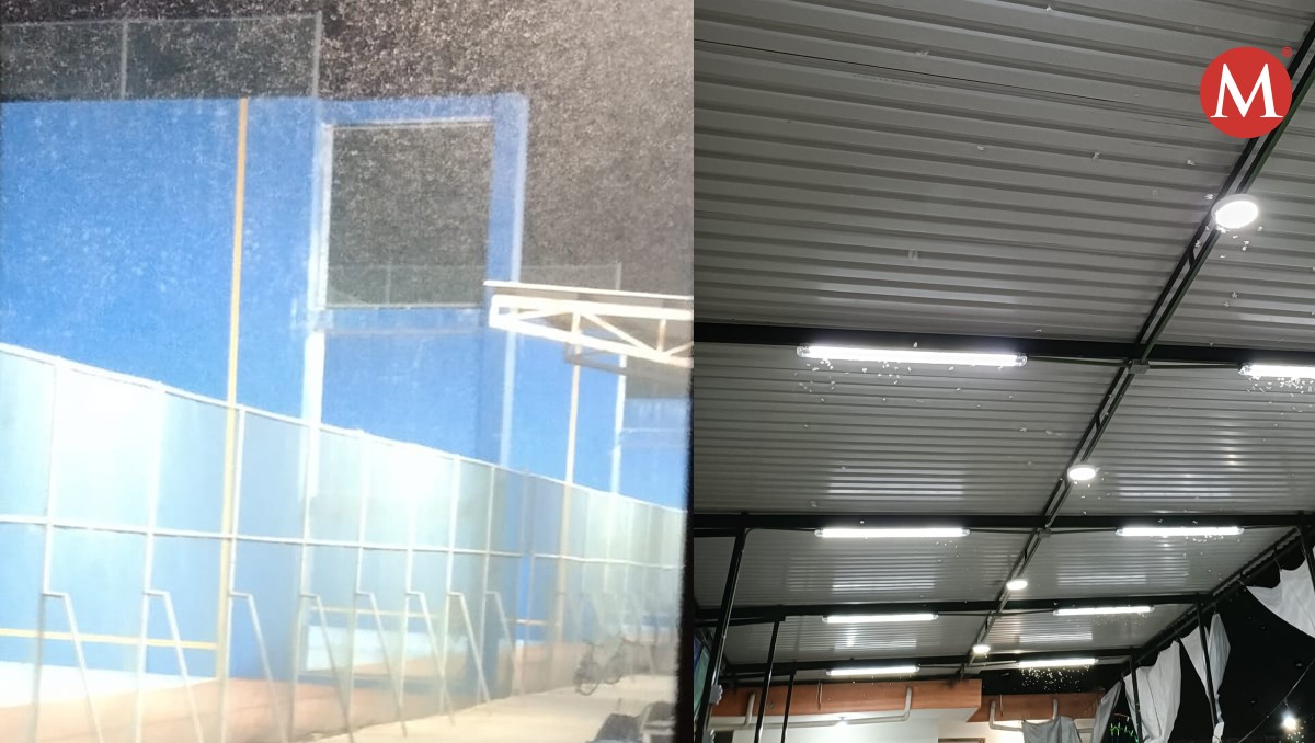 Se registra plaga de polillas en Tampico hoy 10 abril 2024