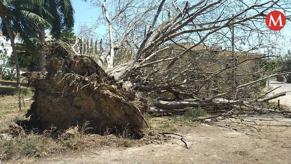 Viento derriba árbol en Tampico.