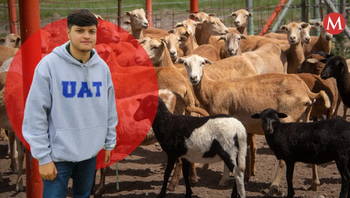 Estudiante de Tamaulipas crea aplicación móvil para alimentación de borregos.