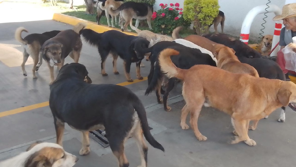Perros rescatados en Edomex. Foto: (Especial)