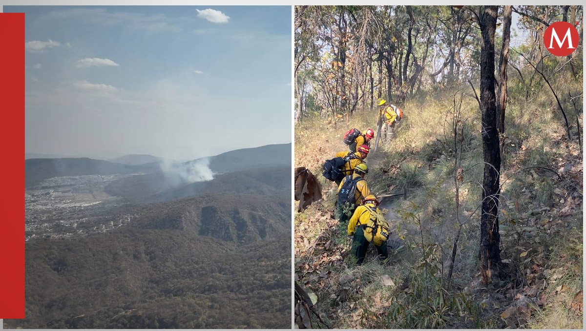 Dos incendios forestales afectaron La Primavera esta semana (Fotos: X | Diseño: Milenio)