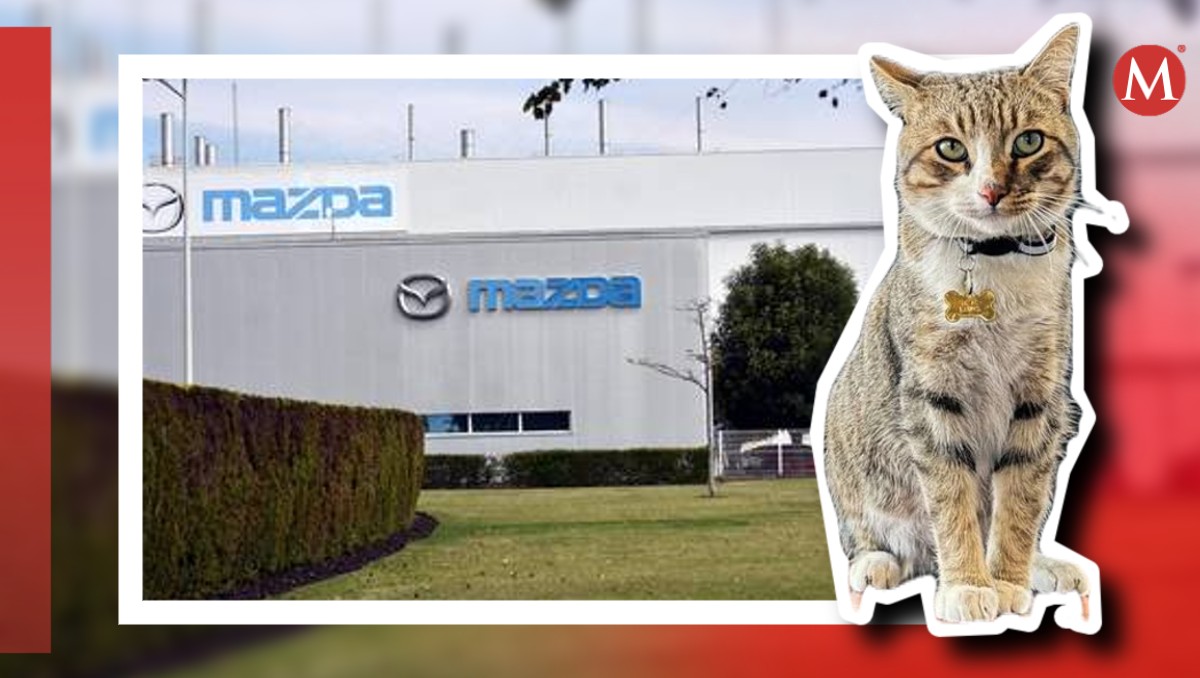 Kodo viajó en auto desde la agencia de Mazda en Salamanca y lo adoptaron en Pachuca | ESPECIAL