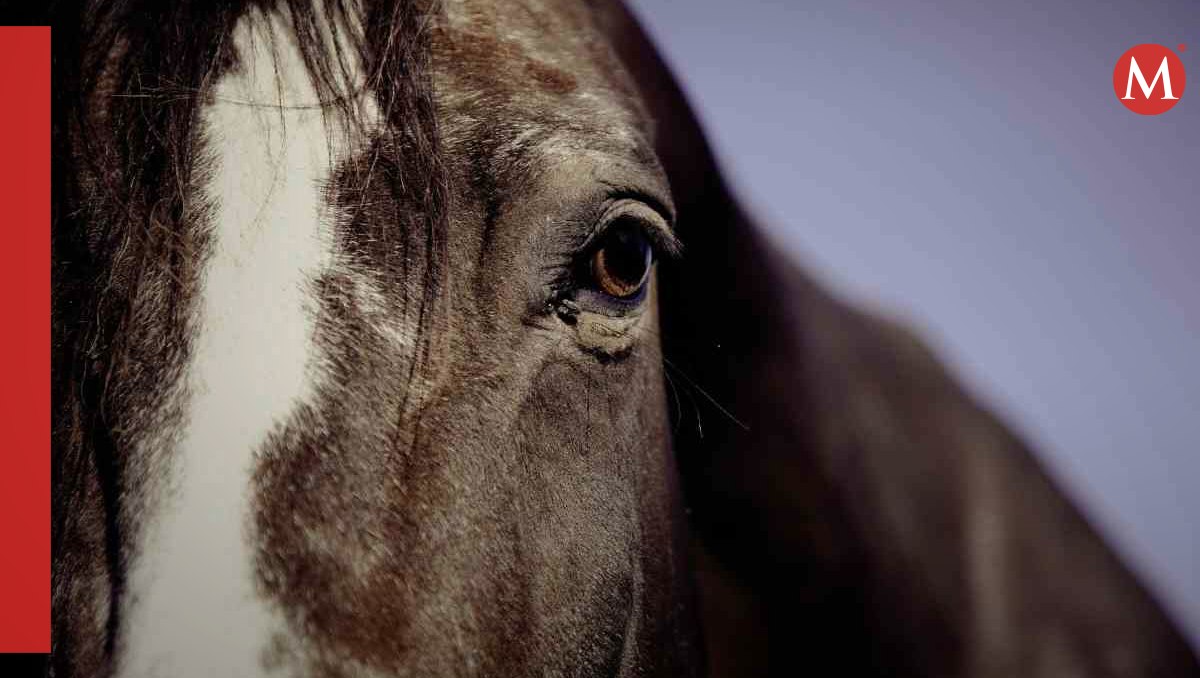 Muere caballo por un golpe de calor