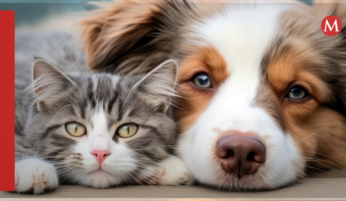 Perros y gatos transmiten bacterias resistentes según estudio