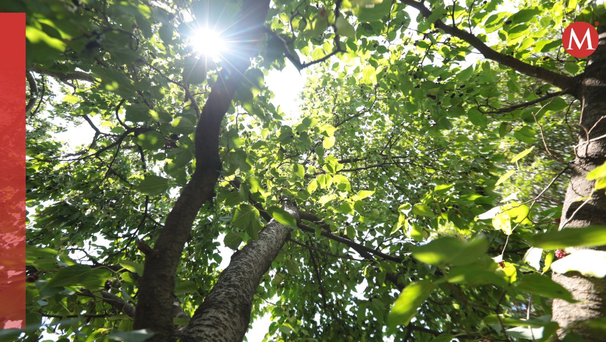 Ante la intensa ola de calor, busca sombra para evitar la exposición directa al sol. Foto: (Tania Contreras)