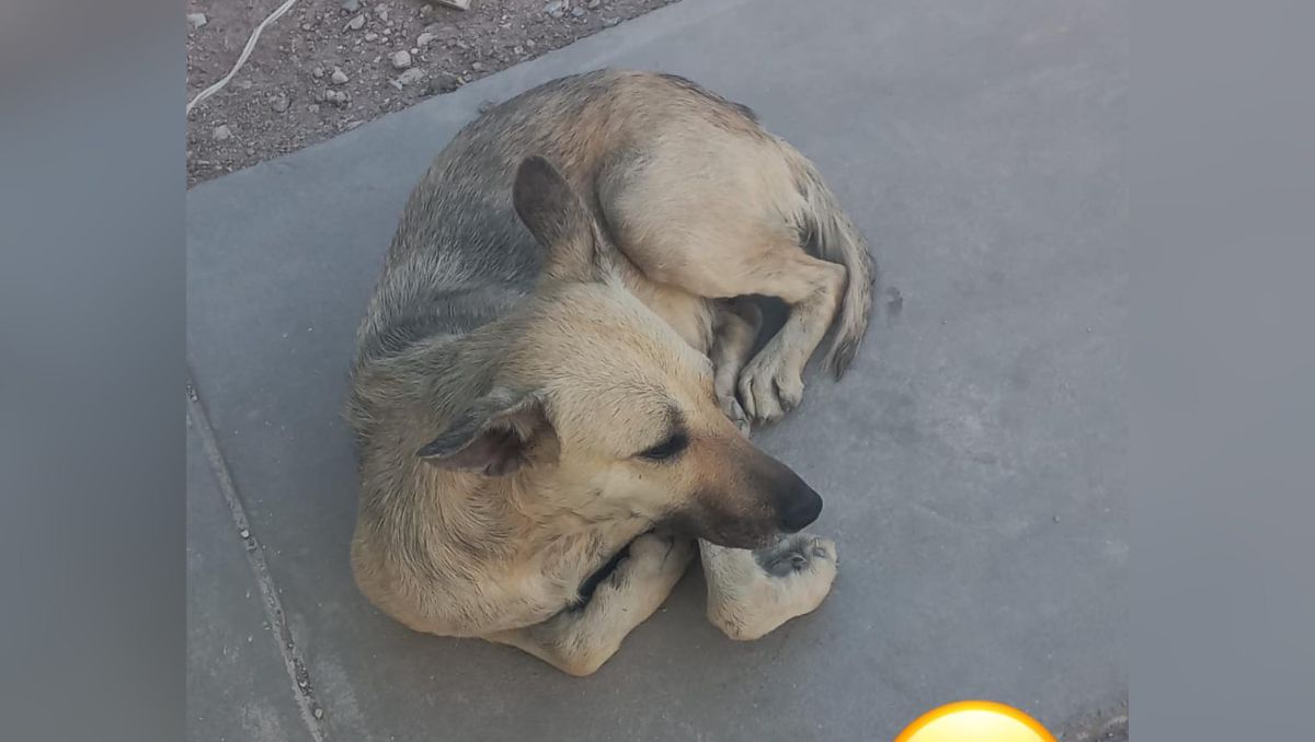 Denuncia de avecino en fraccionamiento de Torreón, Coahuila. | Especial