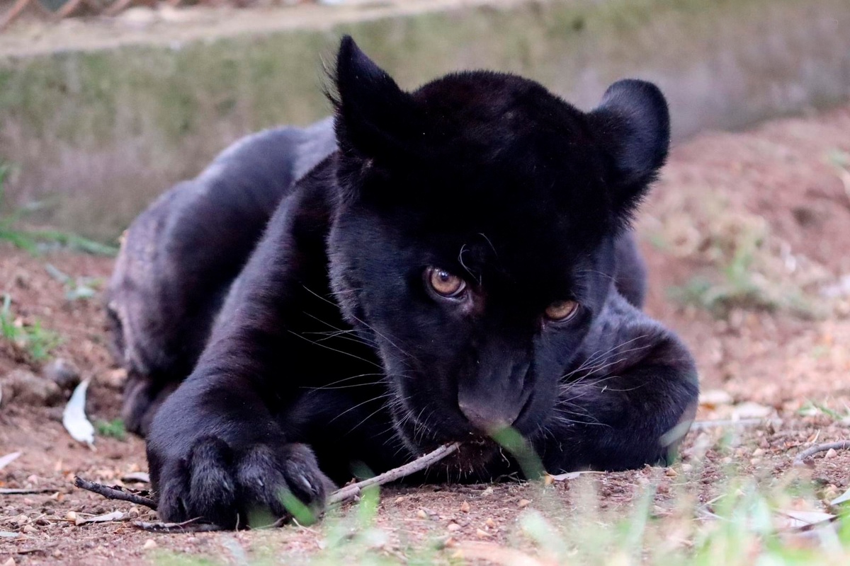 El estado de salud de la cachorra de jaguar era crítico | Especial
