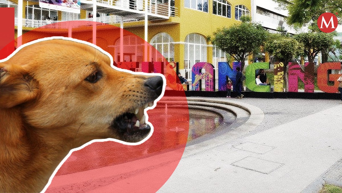 Por el periodo reproductivo, intensifican resguardo animales en situación de calle en Tulancingo