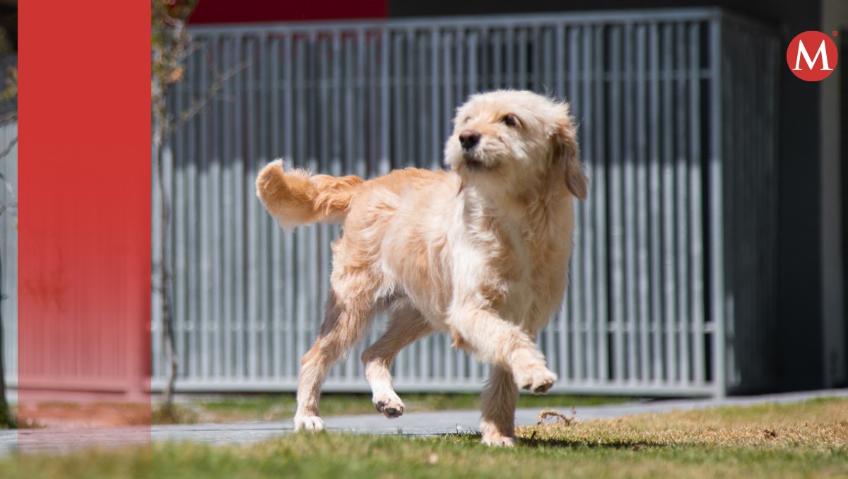 Qué debemos considerar antes de regalar perros este Día del Niño