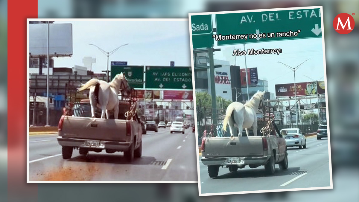 En dicho video se puede observar que el animal realiza sus necesidades en pleno pavimento. | Especial.