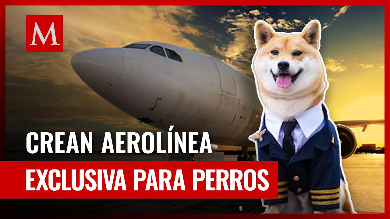 Nueva aerolínea BARK Air ofrece vuelos exclusivos para perros y esto cuentan sus vuelos