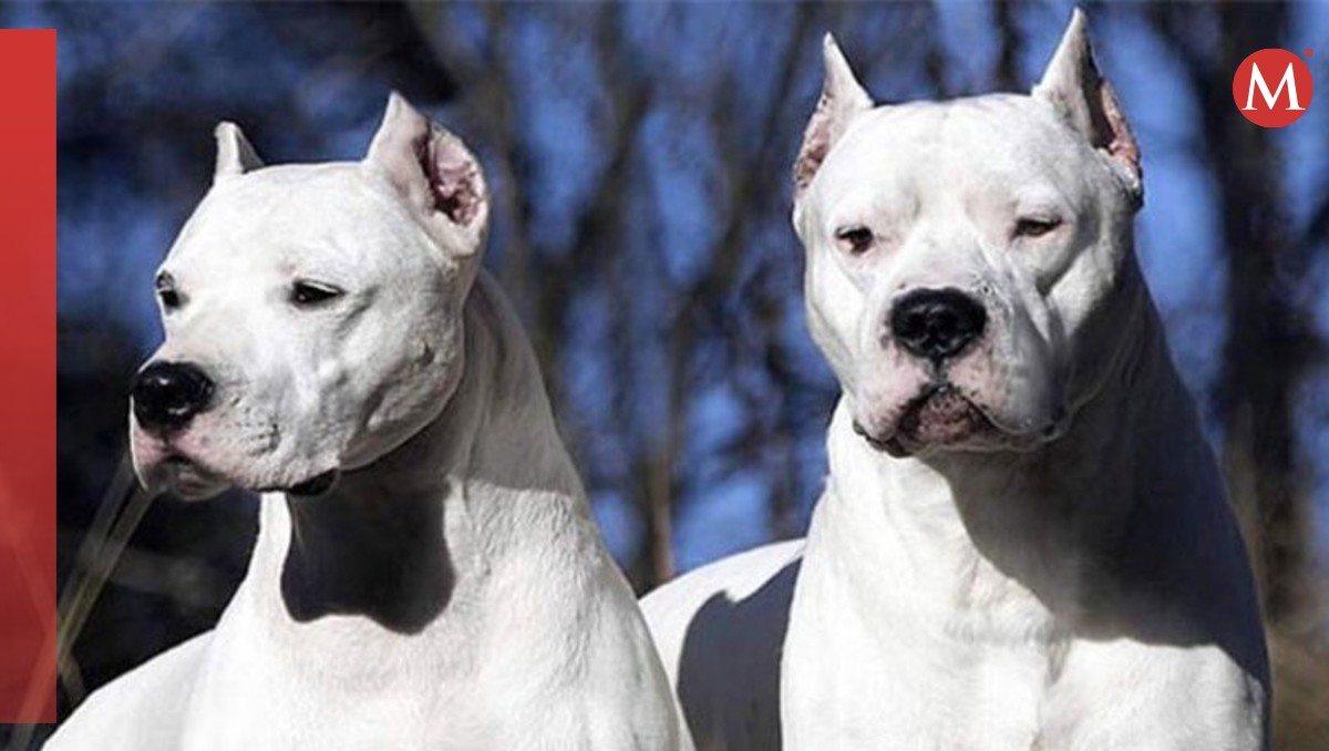 Los dogos argentinos son considerados perros de caza. | Especial