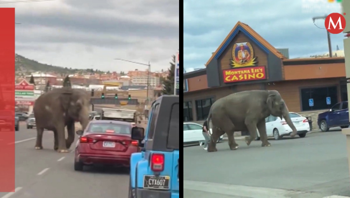 Elefante es captado caminando en medio de la calle en Montana. | X @NBCMontana