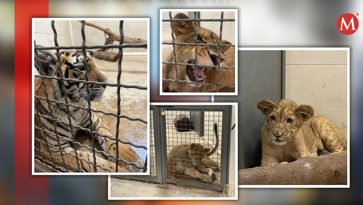 En un año han asegurado 16 felinos en Jalisco. (Especial)