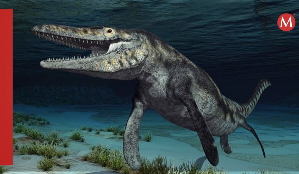 Niña descubre restos de nueva especie