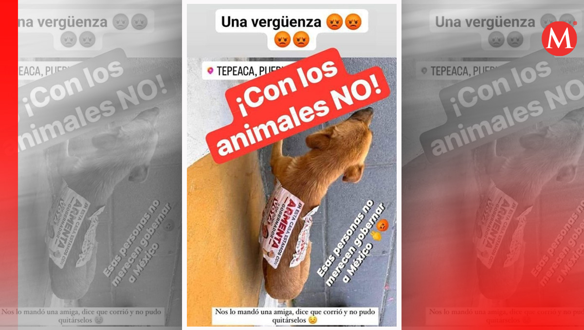 Pegan propaganda electoral de Morena a perro en Tepeaca, Puebla | Especial