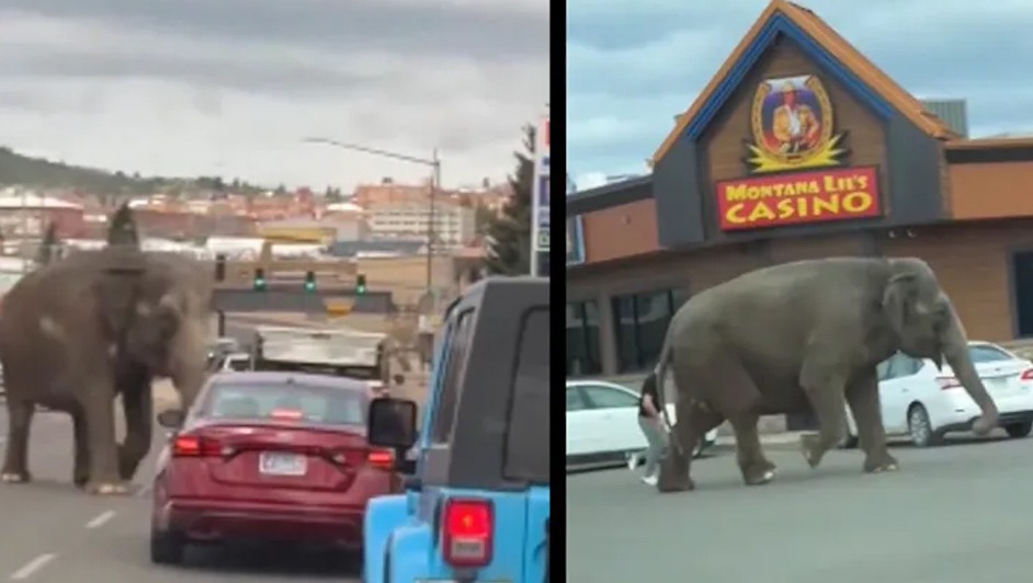 Elefante se escapa de un circo y es captado paseando por las calles de Montana, EU