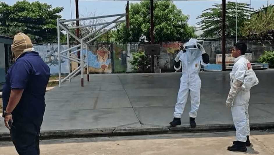 Un grupo de niños fue atacado por abejas africanas en Tapachula, Chiapas
