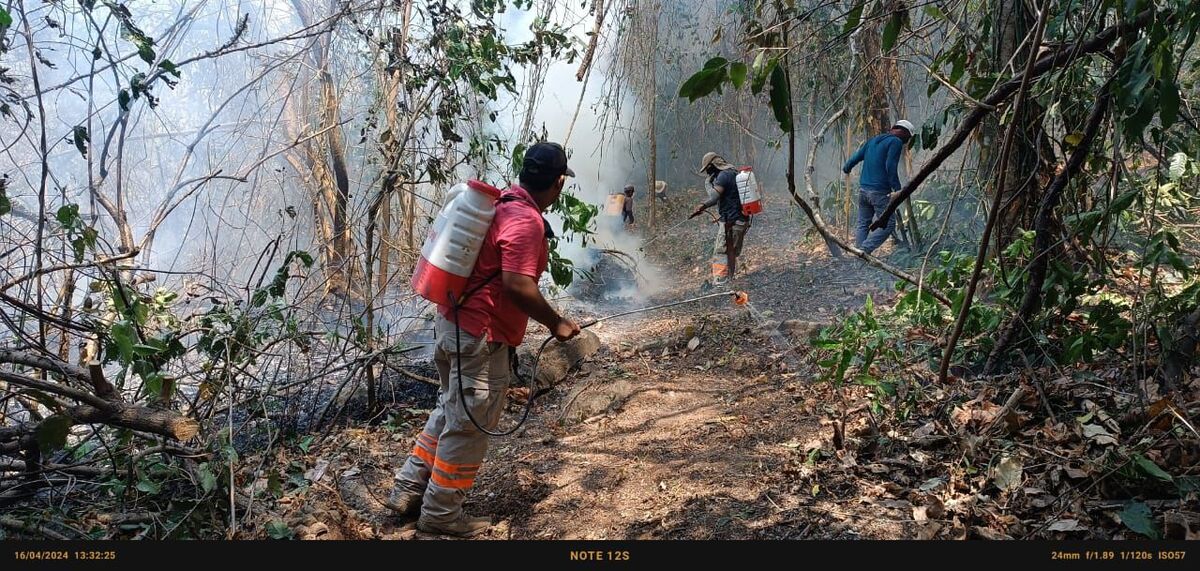 Incendio forestal amenaza santuario de tortugas en la Costa de Oaxaca | Especial