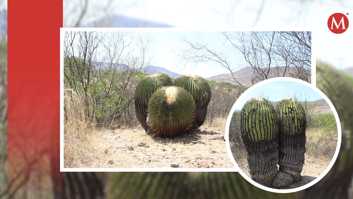 Cactus gigantes en Guanajuato: aquí lo que debes saber | Daniela Béjar