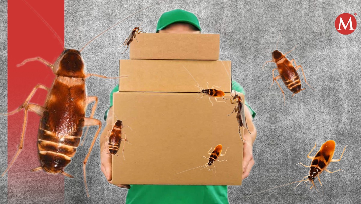 Cucaracha de Banda Marrón: La plaga inesperada de las compras online