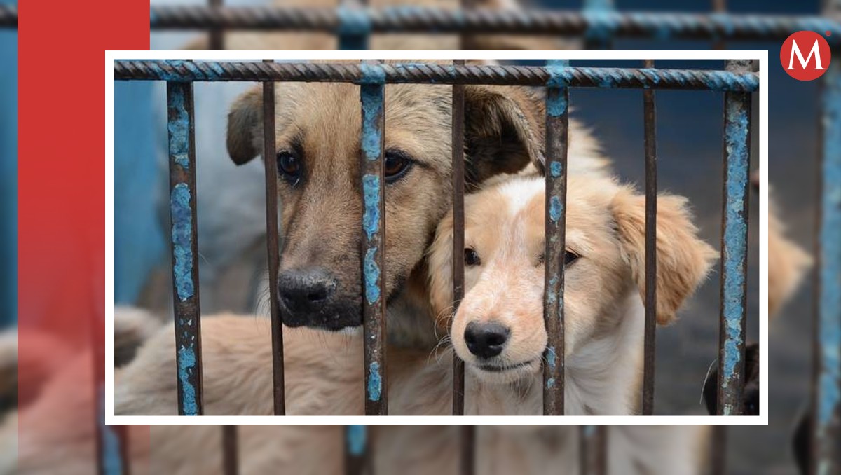 Maltrato animal en León: se atienden más de 850 denuncias | Especial