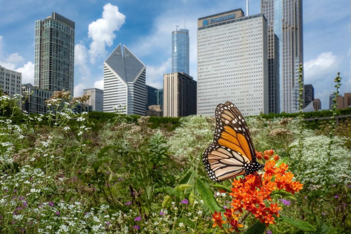 La mariposa Monarca es uno de los animales que más ha influenciado en la vida del fotógrafo. Especial