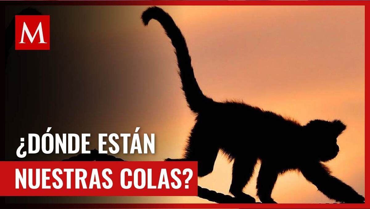 La ausencia de cola en los humanos es un enigma que hasta hace poco pudo ser develado