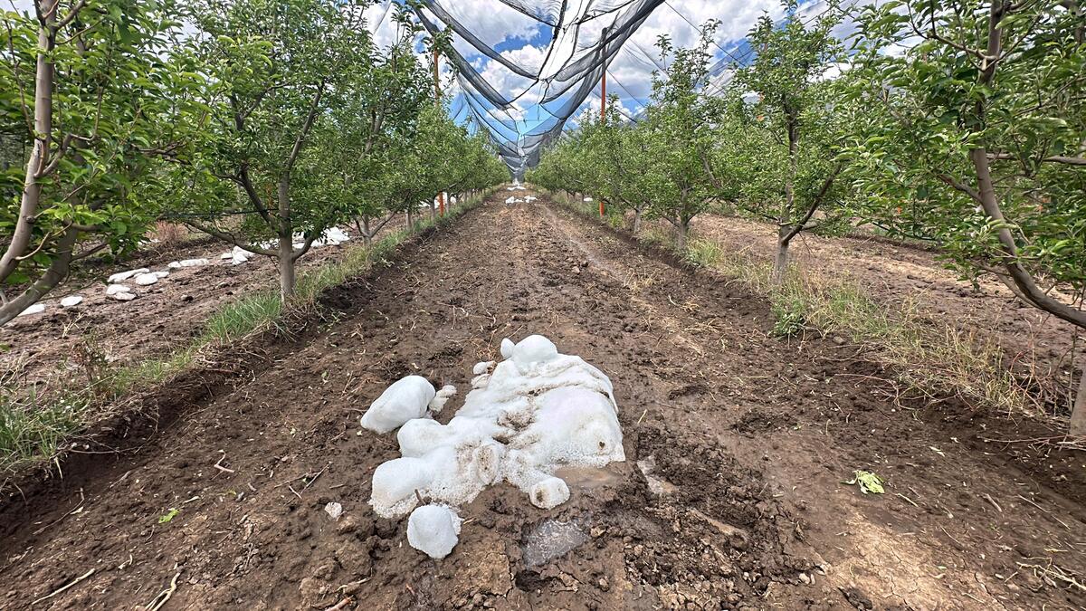 Las condiciones climáticas causaron daños a la producción de manzana. (Especial)