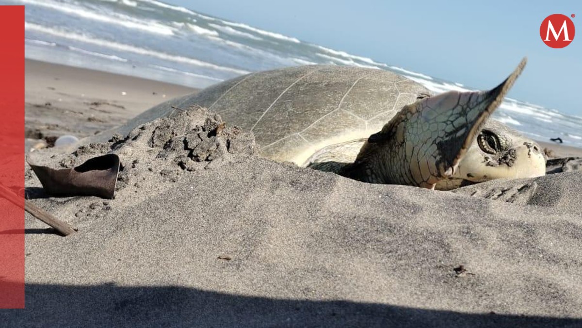 Quince nidos llenos de huevos de tortuga Lora en "Playa Hermosa"