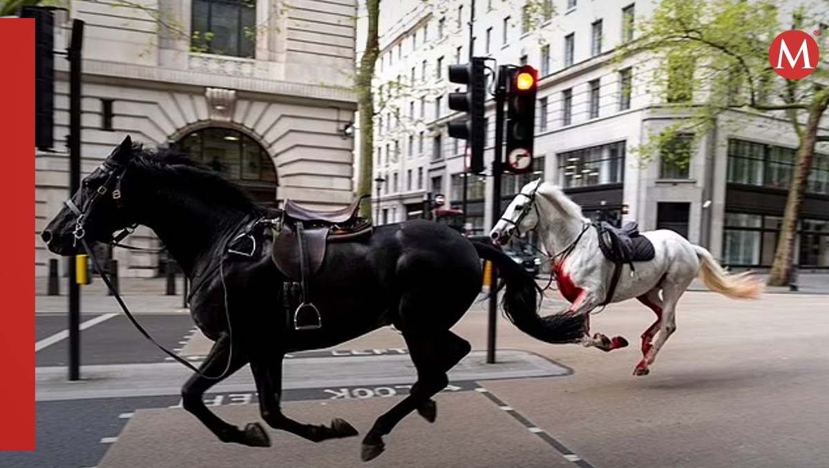 Los caballos se escaparon mientras realizaban ejercicios de rutina | Especial