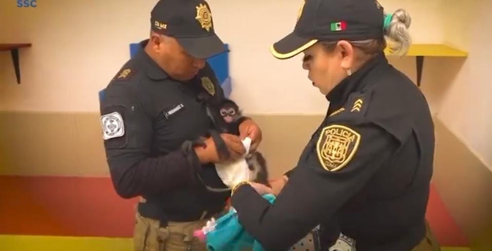 El animal fue transportado en una jaula especial.