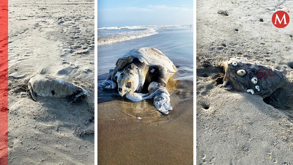 En playa San Lázaro hallan restos de 4 ejemplares de tortugas caguamas | Fotos: Comisión de Cooperación Ambiental
